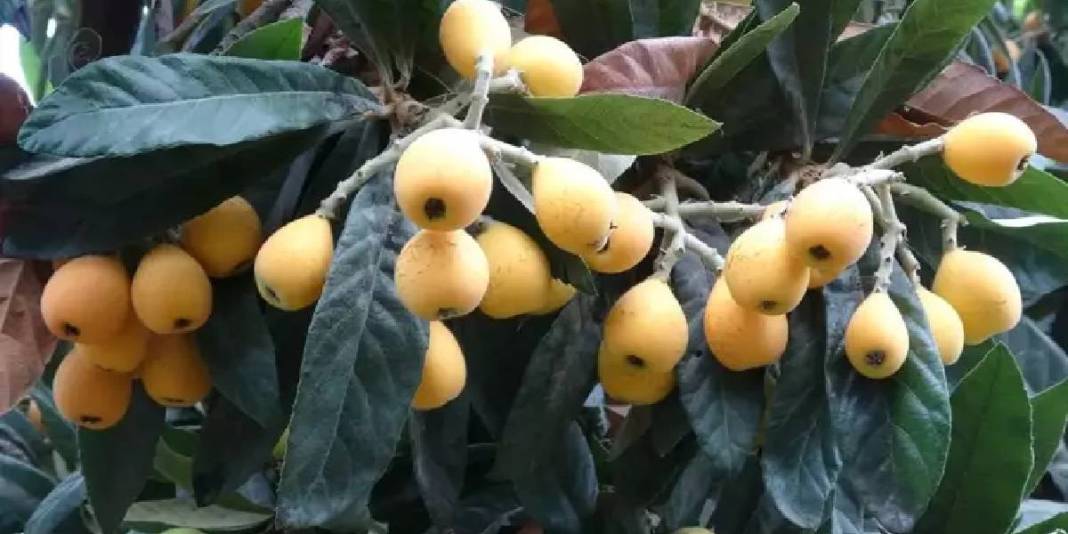 Günlük 2 ton toplanıyor, adına ‘Sarı altın’ deniliyor! Ülkeler almak için sırada: 90 TL’den havada kapılıyor 5